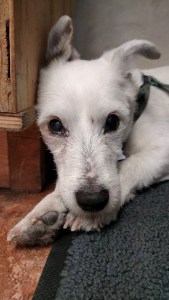 Aubbie 3-13-01 to 7-13-15